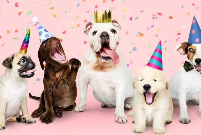 Dog Party Safety Guide