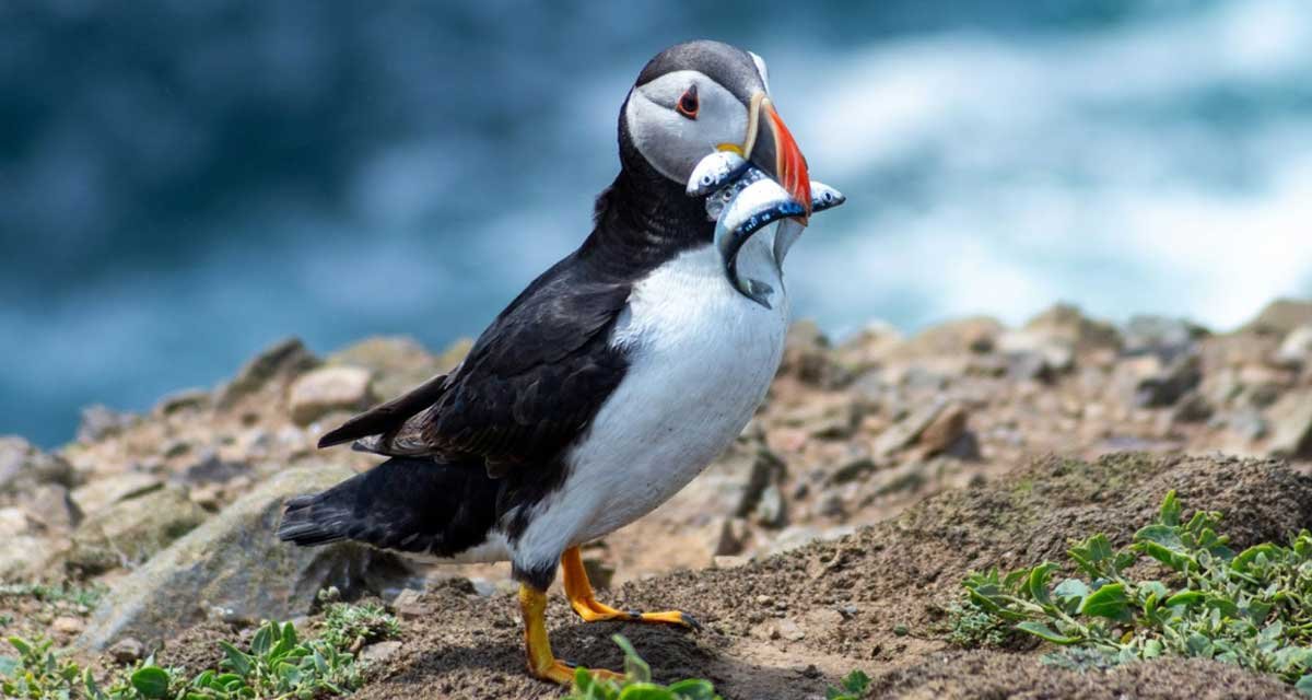 Scotland’s Coastal Wildlife