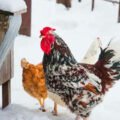 How-to-Prepare-a-Metal-Chicken-Coop-for-Winter