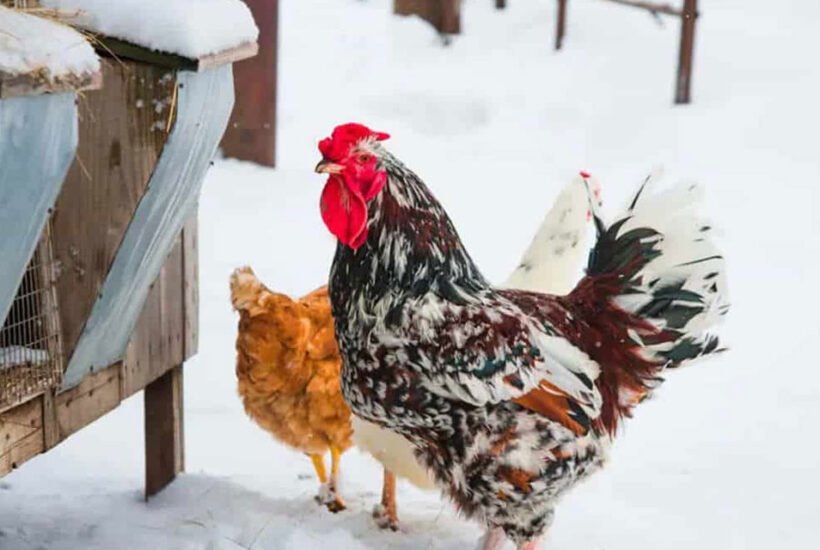 How-to-Prepare-a-Metal-Chicken-Coop-for-Winter
