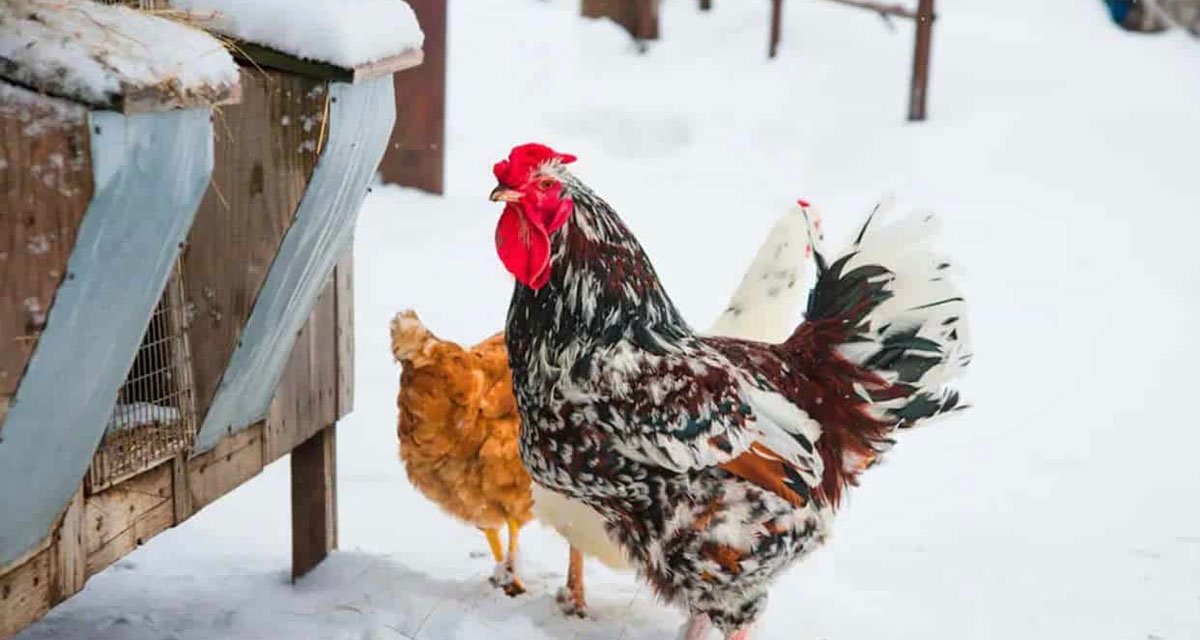 How-to-Prepare-a-Metal-Chicken-Coop-for-Winter