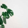 Leaf-It-to-Nature-Top-Indoor-Plants-for-Every-Room