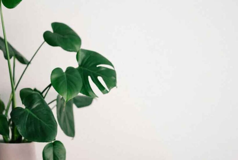 Leaf-It-to-Nature-Top-Indoor-Plants-for-Every-Room