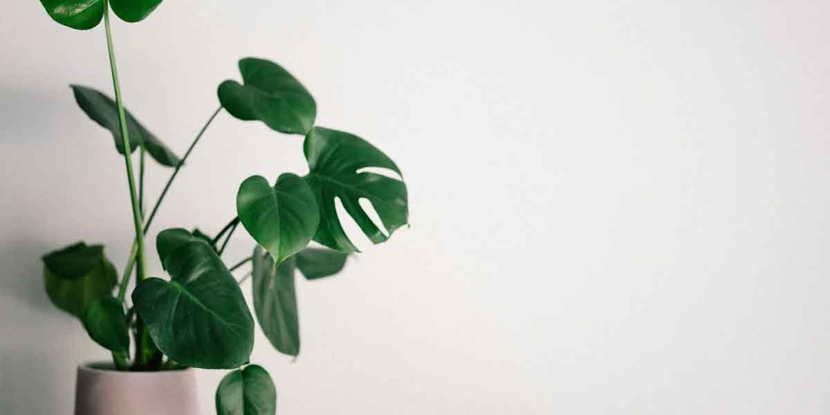Leaf-It-to-Nature-Top-Indoor-Plants-for-Every-Room