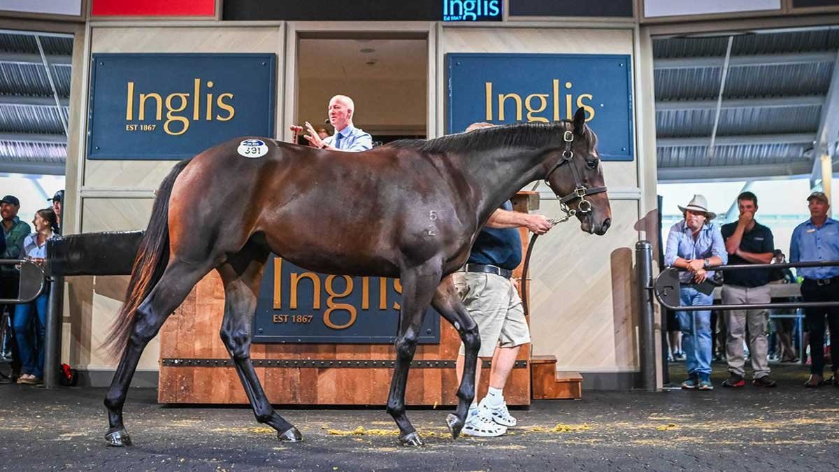 Quinceanera Retired Unraced