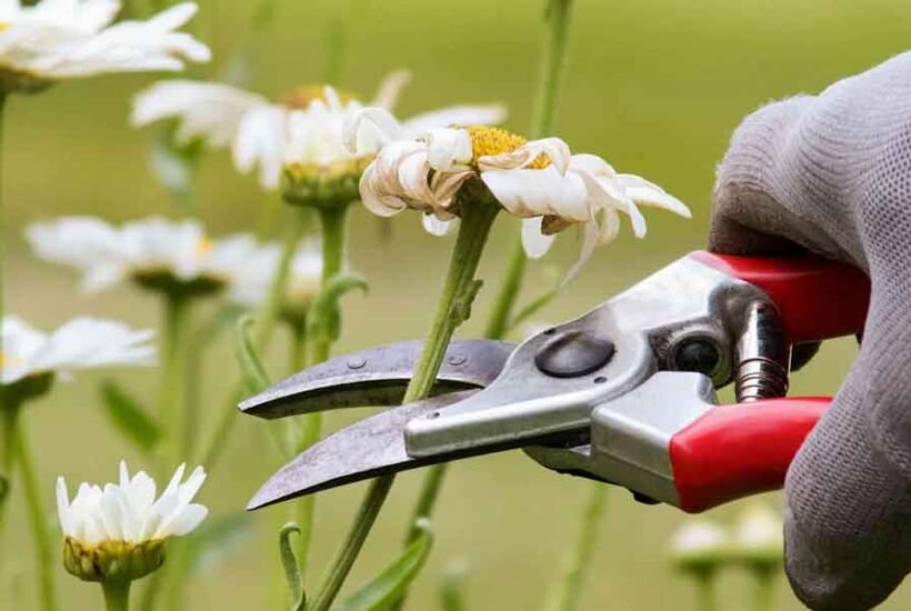 The Essential Guide to Pruning and Shaping Your Garden for New Growth