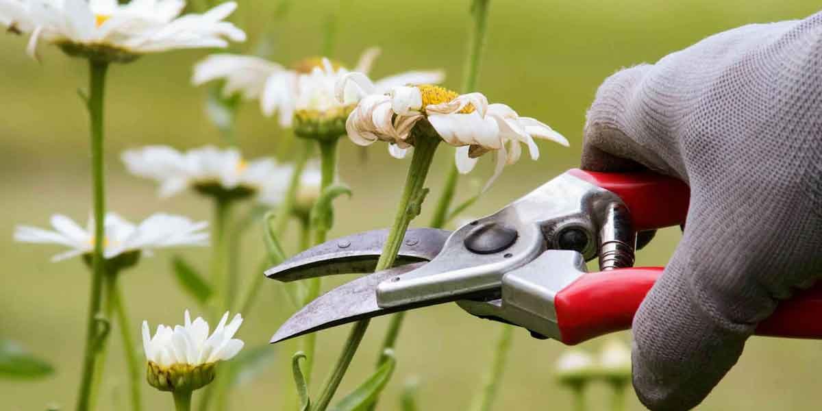 The Essential Guide to Pruning and Shaping Your Garden for New Growth