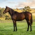 Thoroughbred filly standing in a green Australian paddock at golden hour, representative of Quinceanera's bloodline and breeding value