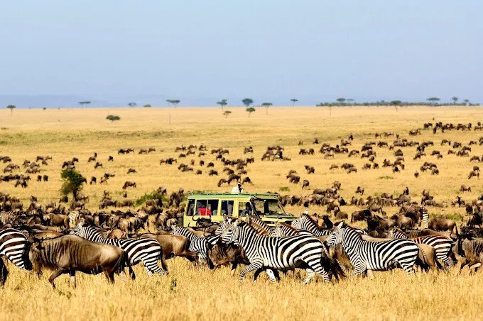 luxury-masai-mara-safari-what-they-dont-tell-you-b-2