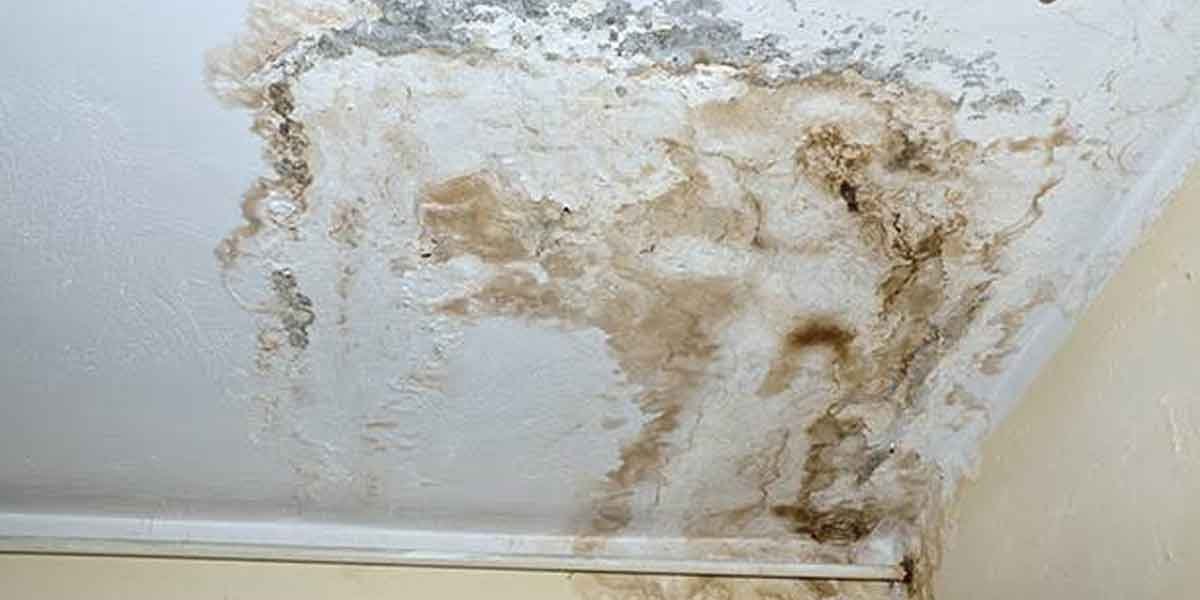 The-Top-Reasons-Mold-Takes-Hold-in-Homes