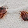 how-much-does-bed-bug-heat-treatment-cost-1