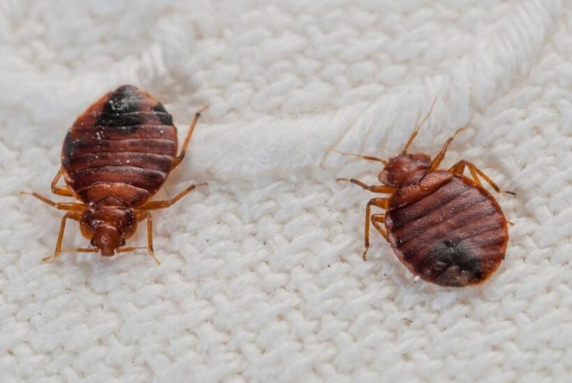 how-much-does-bed-bug-heat-treatment-cost-1