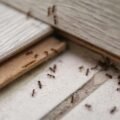 how-much-does-pest-control-cost-for-ants-1