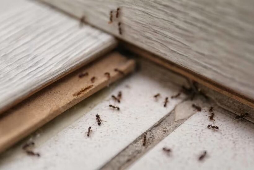 how-much-does-pest-control-cost-for-ants-1