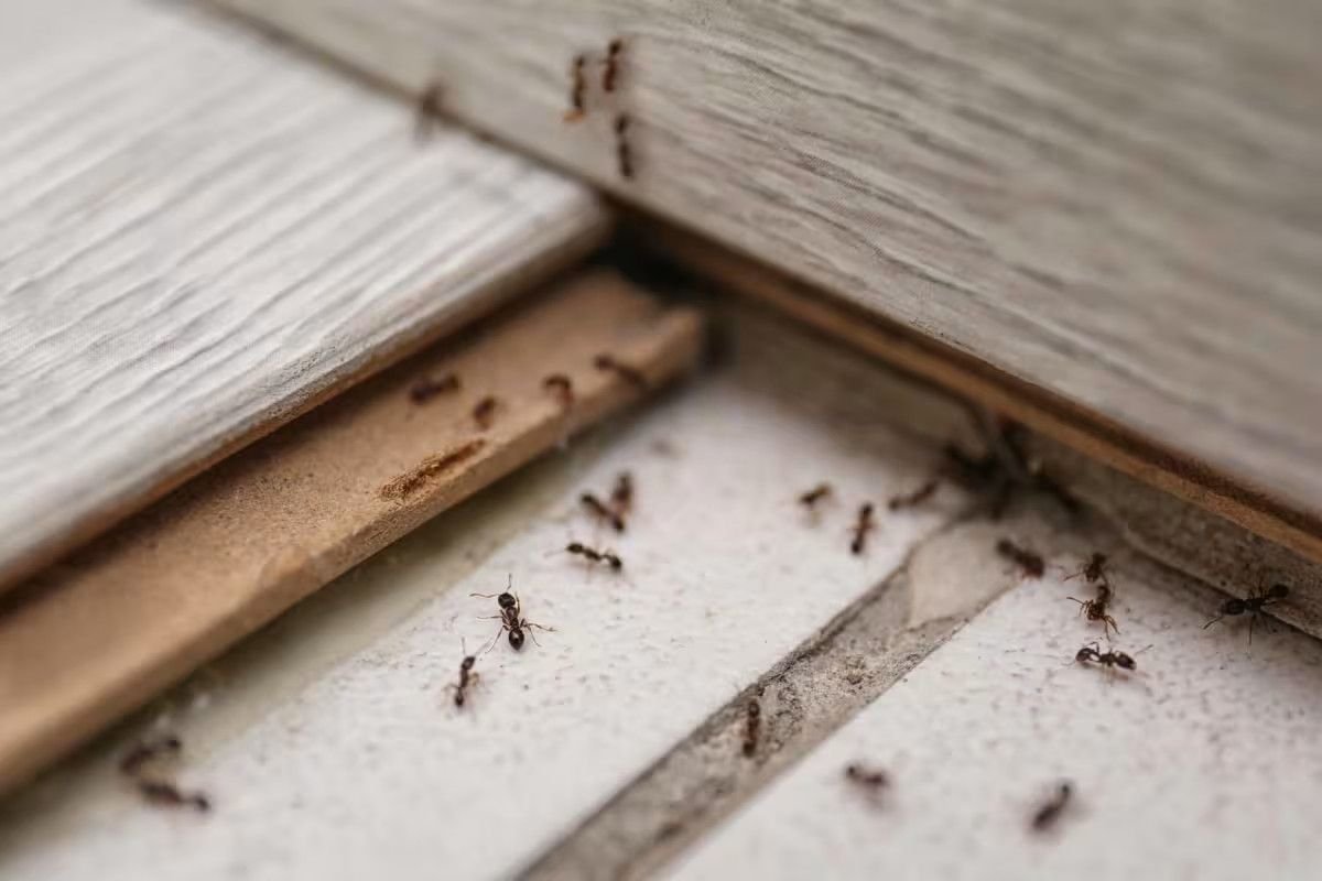 how-much-does-pest-control-cost-for-ants-1