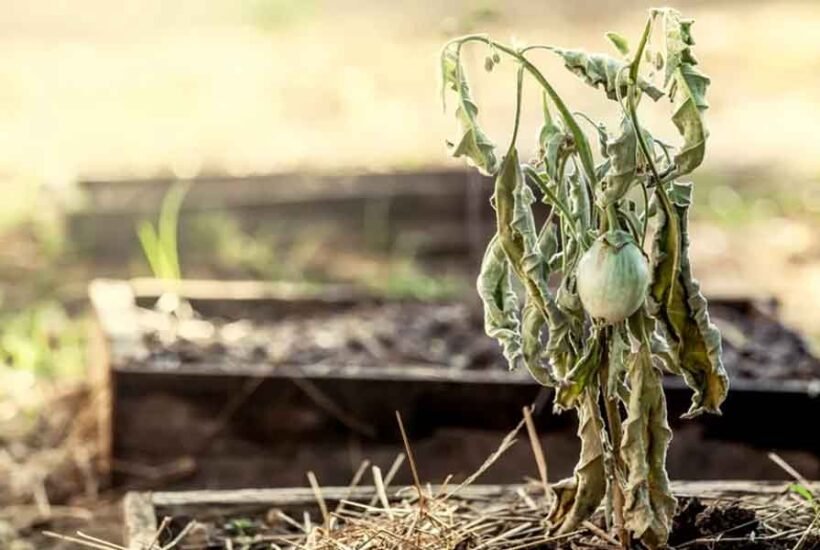 5-Common-Gardening-Mistakes-That-Are-Quietly-Killing-Your-Plants