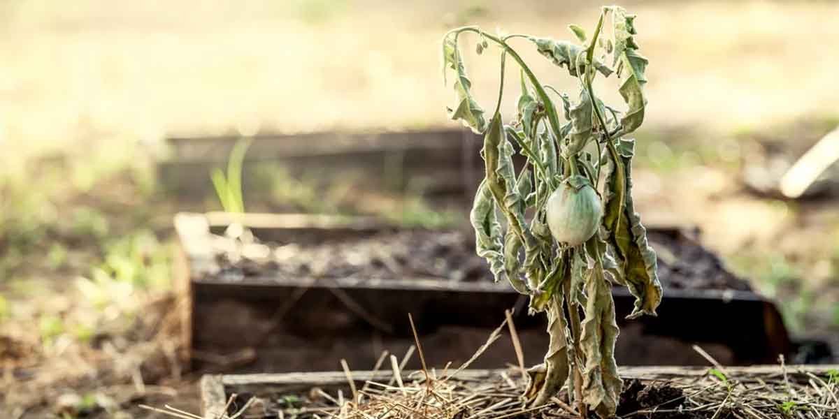 5-Common-Gardening-Mistakes-That-Are-Quietly-Killing-Your-Plants