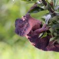 From Bat Colonies to Opossum Nests