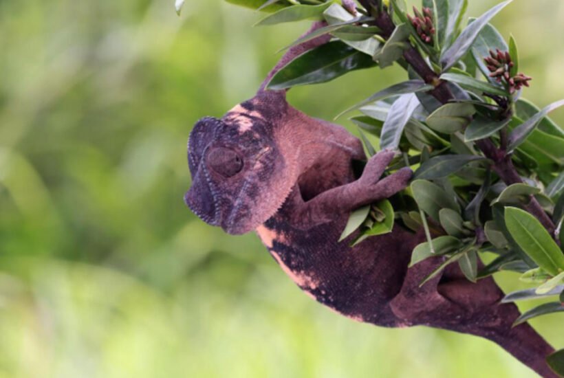 From Bat Colonies to Opossum Nests
