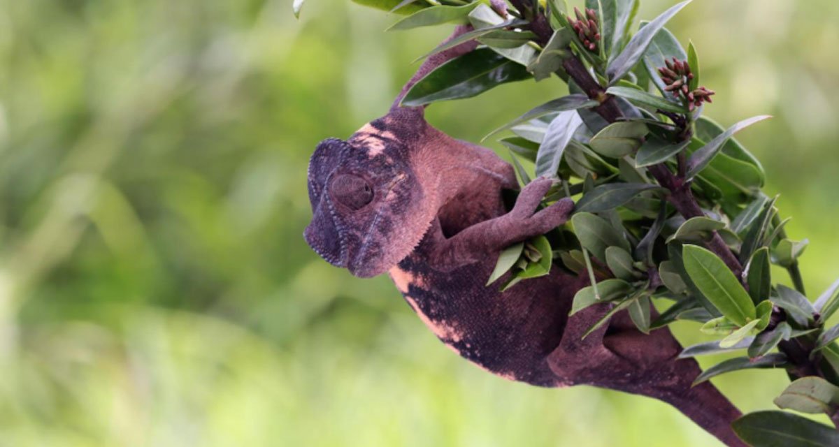 From Bat Colonies to Opossum Nests