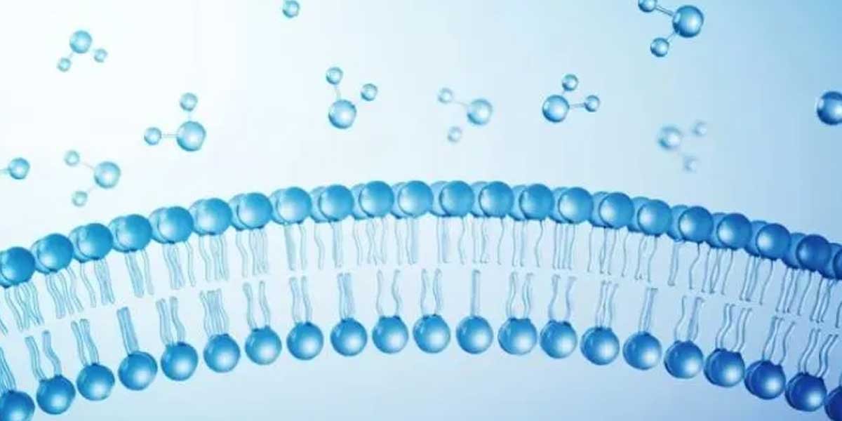 How Do In Vitro ADME Assays Guide Compound Ranking?