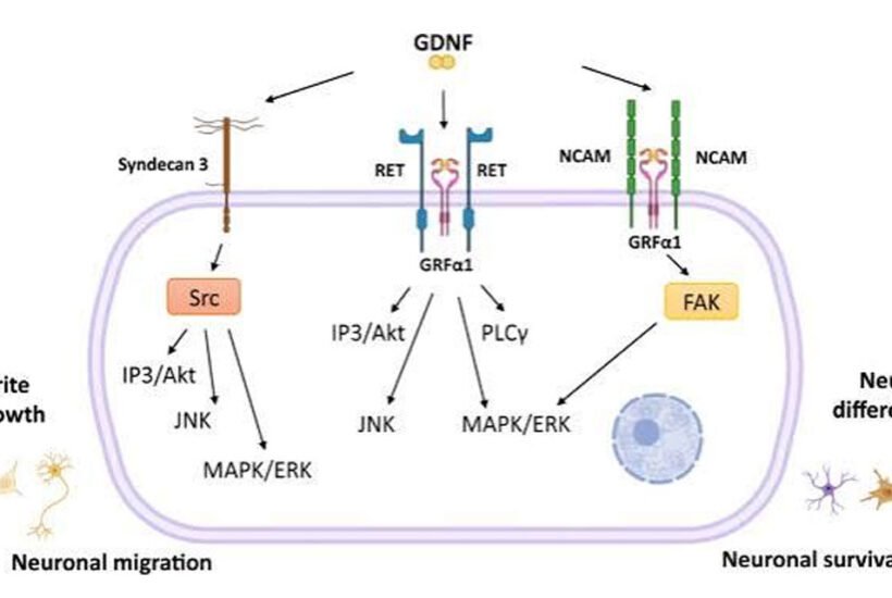 Understanding GDNF Protein And Its Importance In Neurobiology