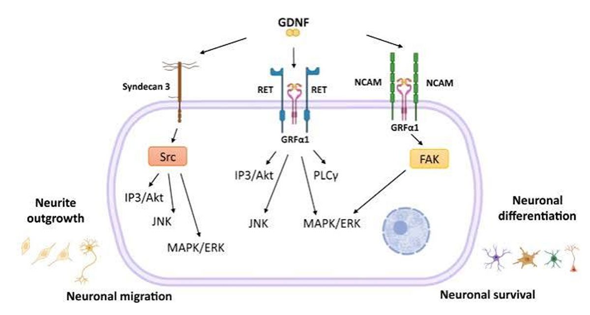 Understanding GDNF Protein And Its Importance In Neurobiology