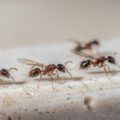 ants-how-to-get-rid-of-them-kill-the-colony-not-ju-1