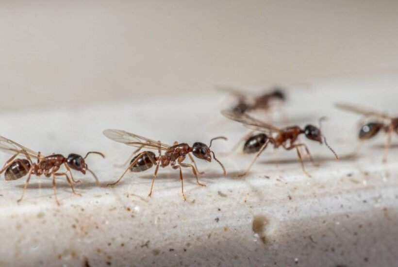 ants-how-to-get-rid-of-them-kill-the-colony-not-ju-1