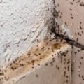 ants-problems-in-house-how-to-identify-treat-and-p-1