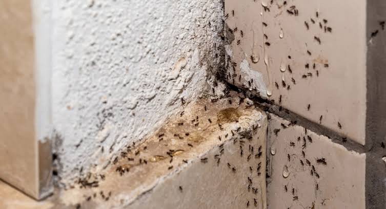 ants-problems-in-house-how-to-identify-treat-and-p-1