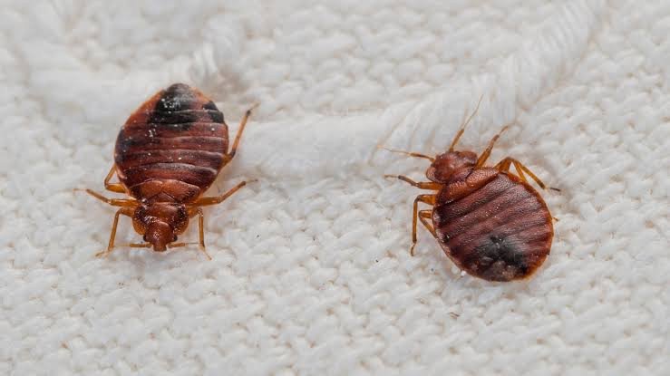bed-bugs-best-treatment-what-works-what-wastes-mon-1