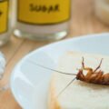 cockroaches-how-to-get-rid-of-them-effectively-at-1