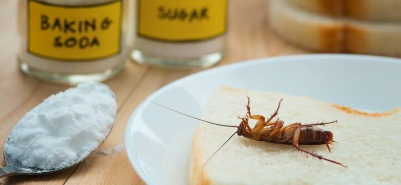 cockroaches-how-to-get-rid-of-them-effectively-at-1