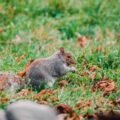 common-property-features-that-attract-opossums-and-1