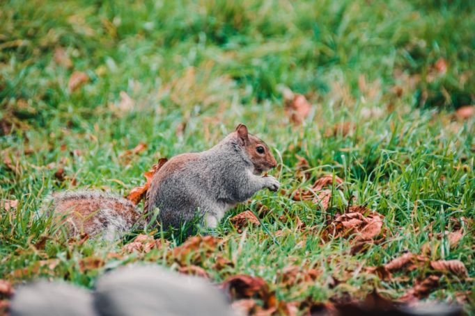 common-property-features-that-attract-opossums-and-1