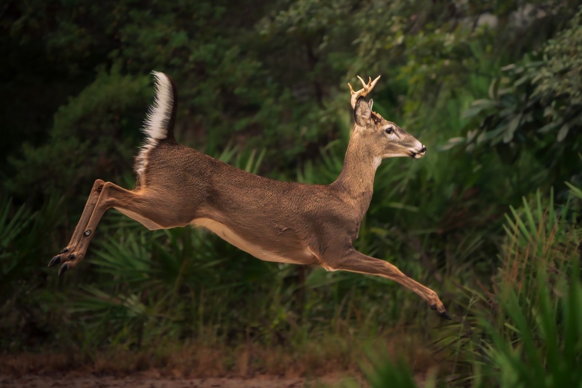Hightail meaning shown literally: a white-tailed deer bolting with its tail raised high, the image the word was coined from