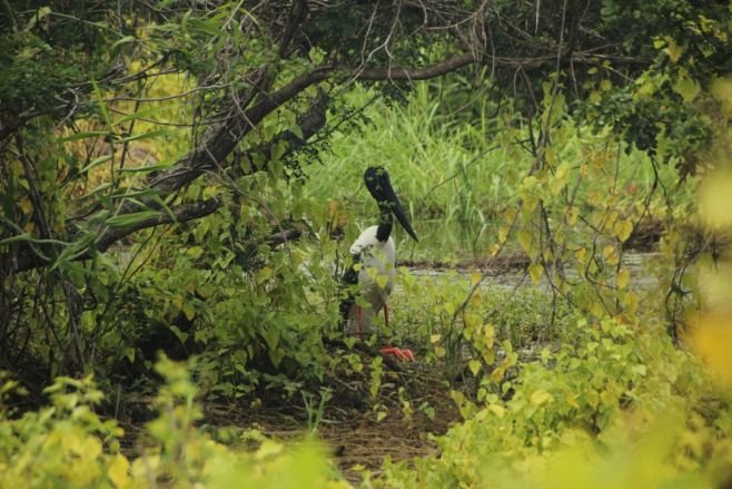 how-tampa-businesses-can-minimize-wildlife-encount-1