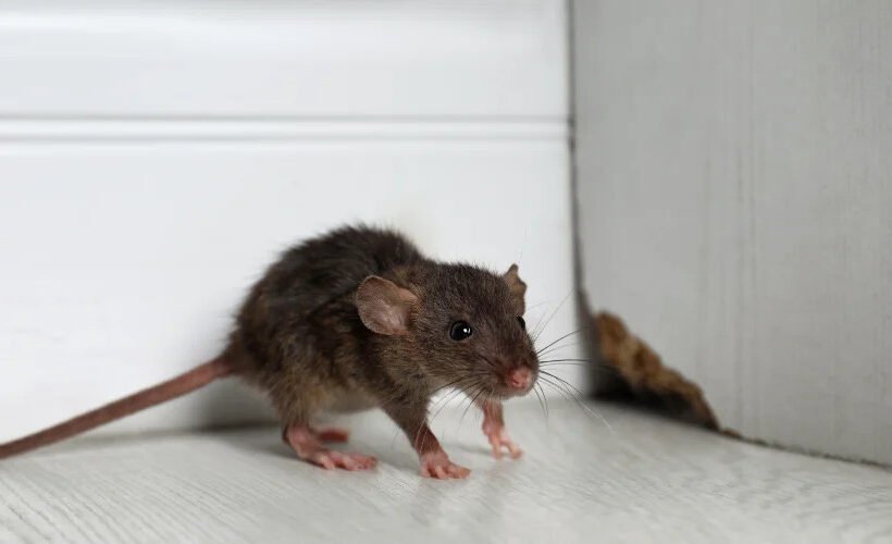 signs-of-rodents-in-the-house-how-to-detect-mice-a-1