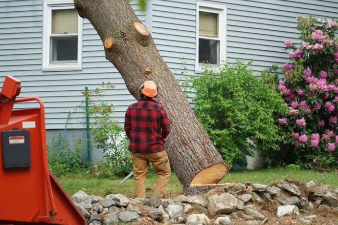 tree-removal-cost-per-hour-average-rates-and-what-1