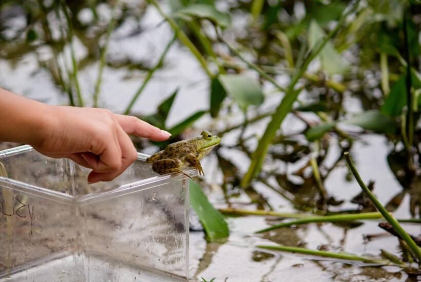 wildlife-or-pest-problem-knowing-when-your-lake-co-1