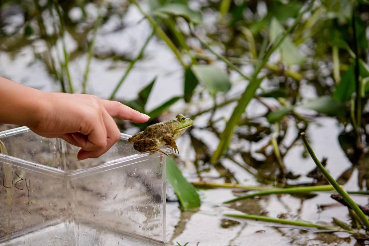 wildlife-or-pest-problem-knowing-when-your-lake-co-1