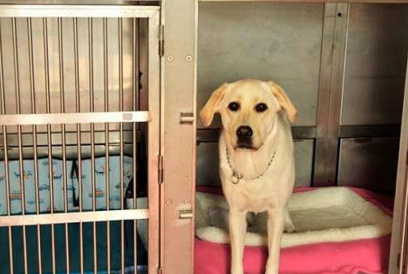 5 Things To Know Before Booking Dog Boarding