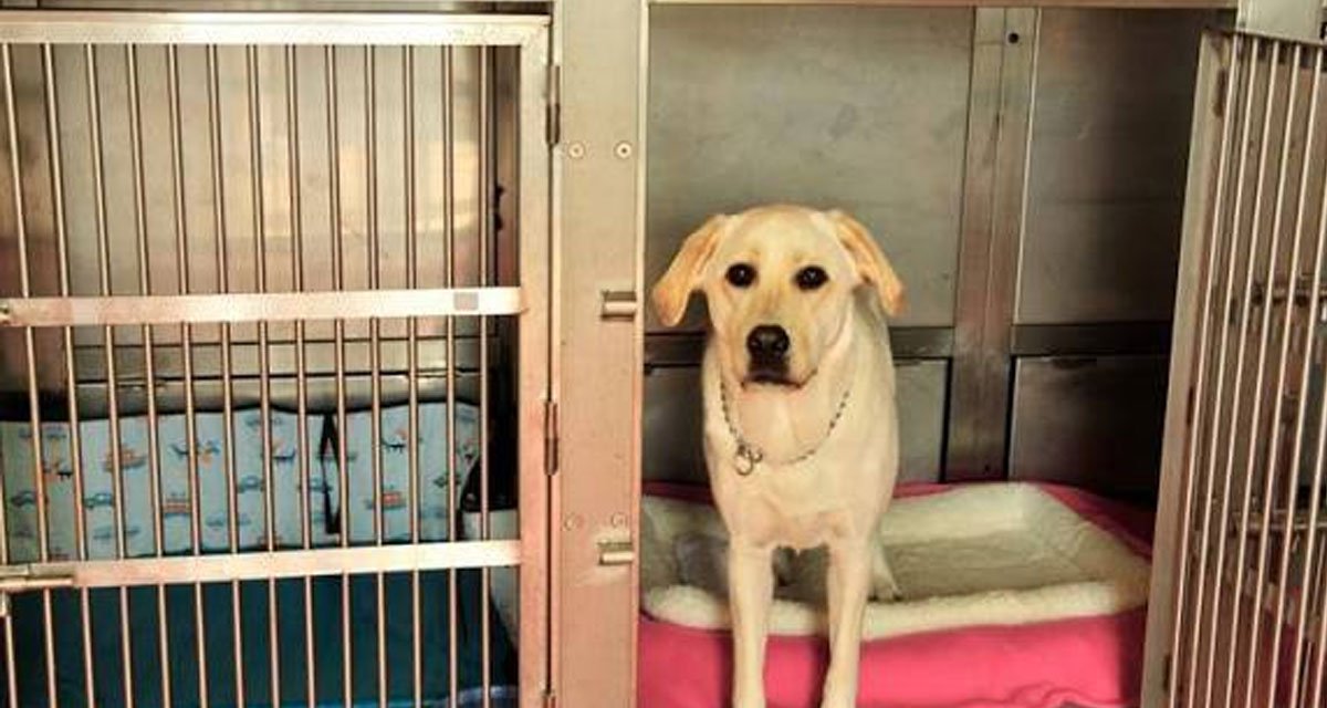 5 Things To Know Before Booking Dog Boarding