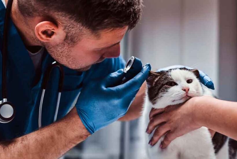 How Soon-to-be Veterinarians Can Prepare for Disability Insurance Needs