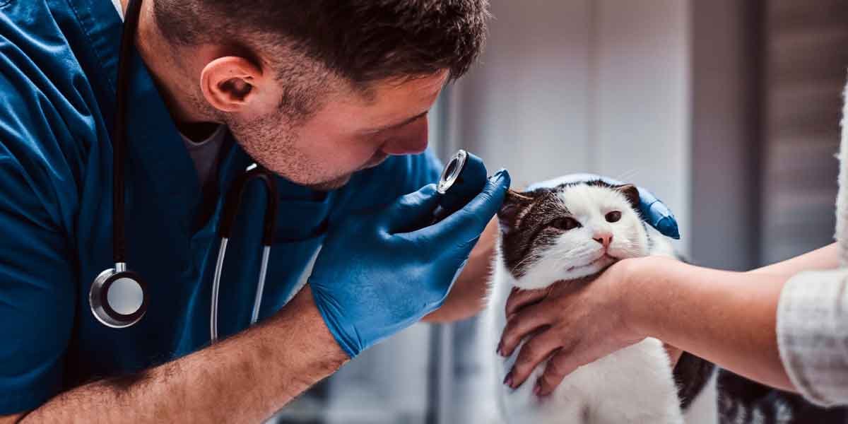 How Soon-to-be Veterinarians Can Prepare for Disability Insurance Needs